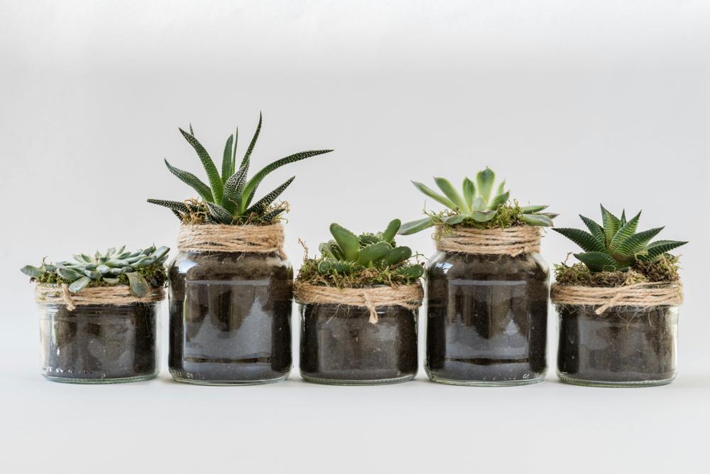 Office plants-cc4ddab66af24023ae6c89d87715a775.jpg Office plants